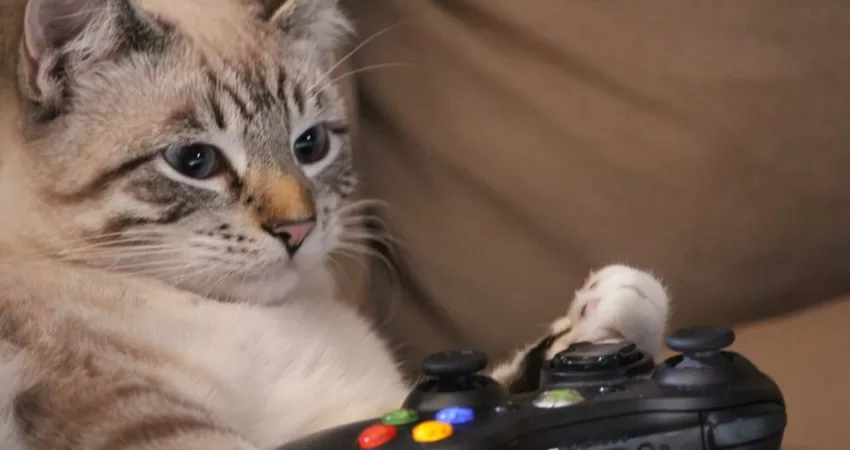 Videospiele mit Katzen