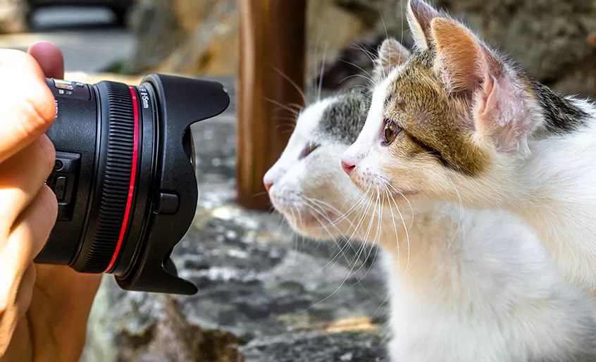 Katzen und Fotografie: Tipps zum Festhalten von Momenten
