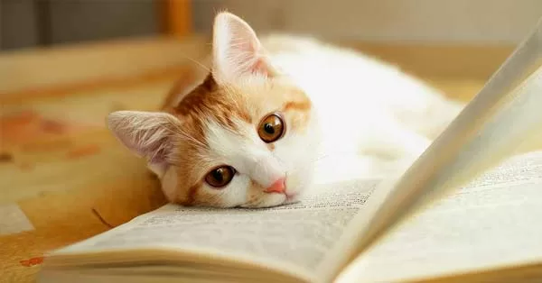 Βιβλία για τις γάτες: απαραίτητο διάβασμα