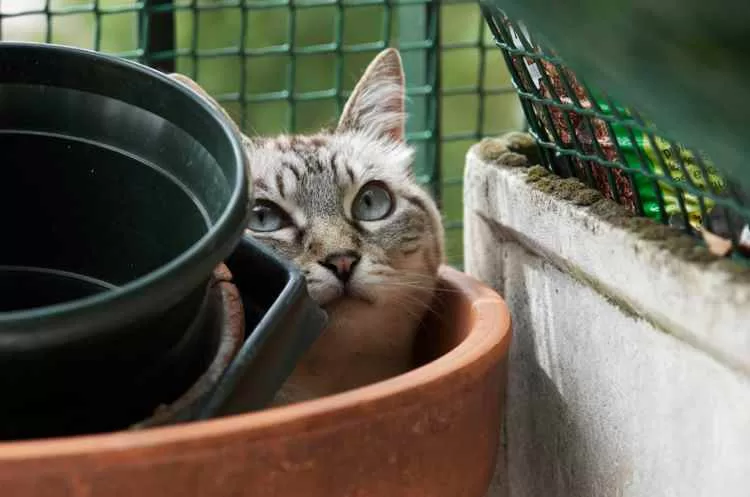 Katze versteckt sich in der Ecke