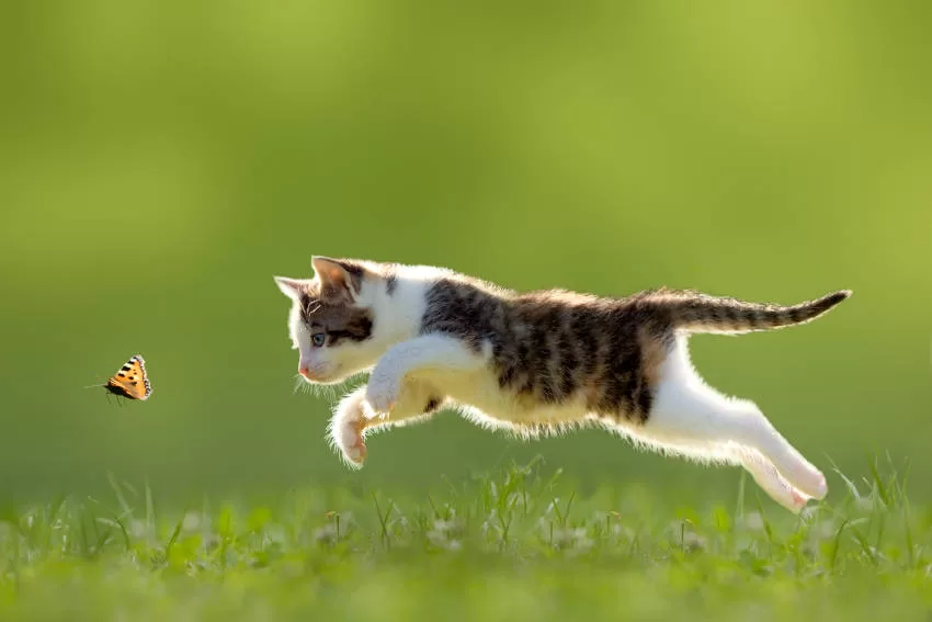 KATZE LAUFT
