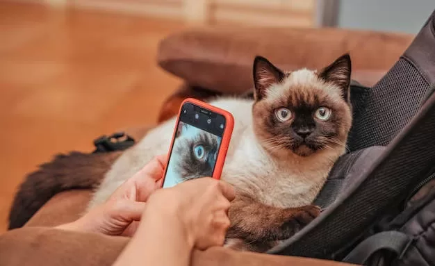 KATZE WIRD MIT DEM HANDY FOTOGRAFIERT