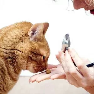 Grundlegendes Katzentraining: Einfache Schritte