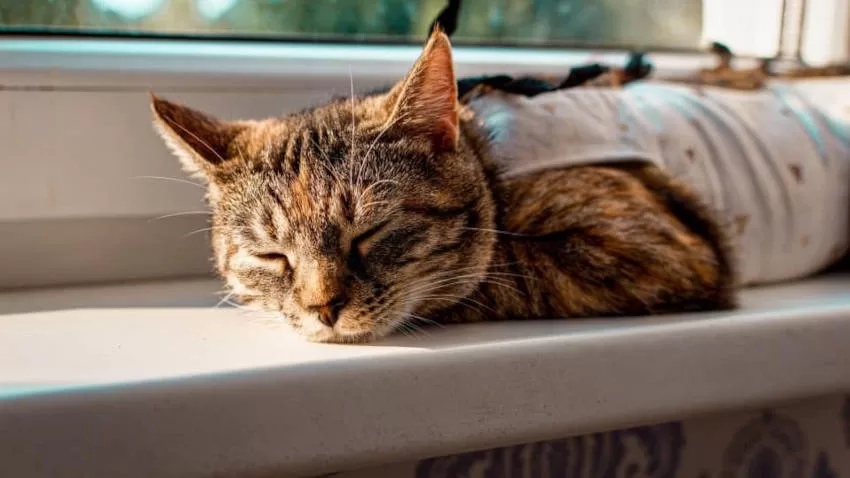 Sozialisieren Sie scheue Katzen