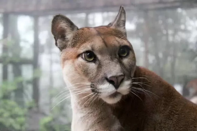 Die faszinierende Welt der Puma-Katze: Ein detaillierter Blick 09