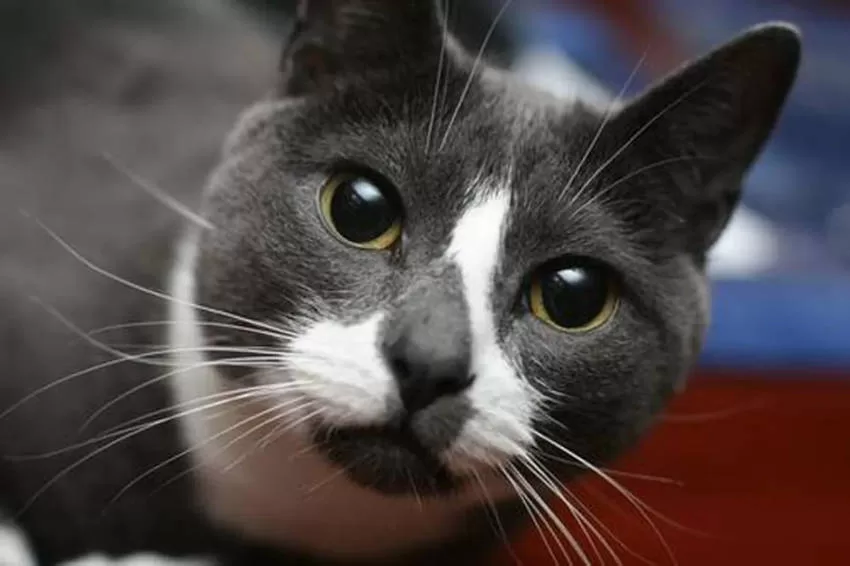 BEDÜRFNISSE KÄTZCHEN Social Media Katzen