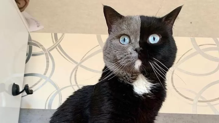 ZWEIFARBIGE KATZE IN DEN SOZIALEN MEDIEN
