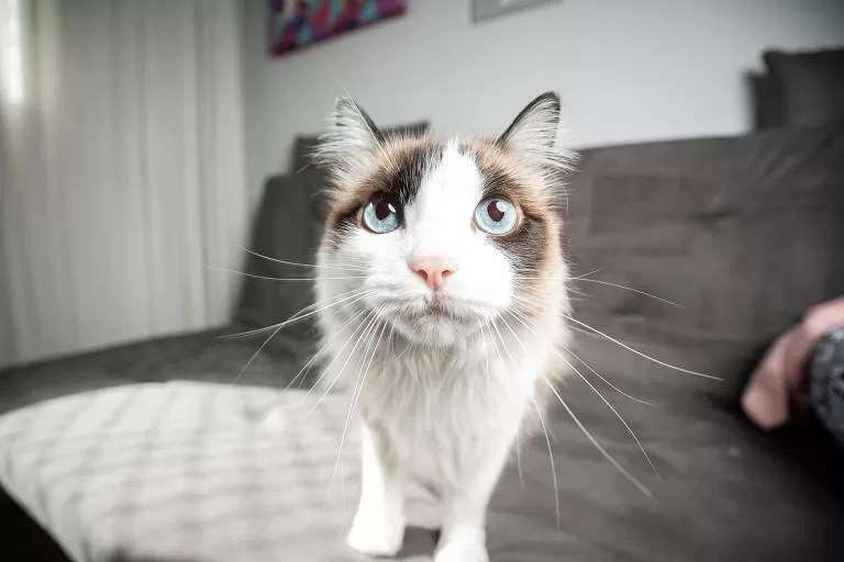 KATZE MIT FAHRT