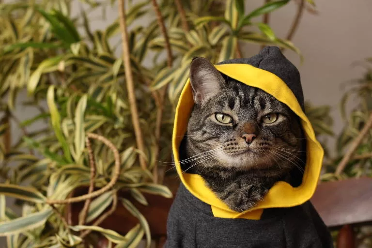 GUT GEKLEIDETE KATZE