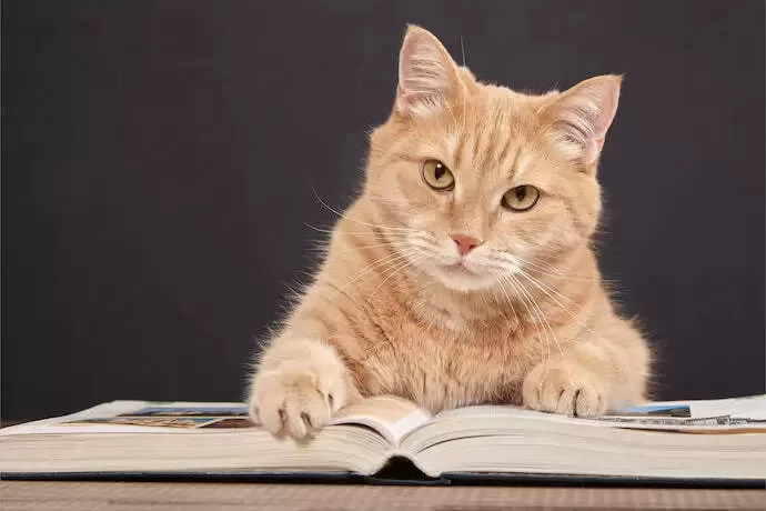 Bücher über Katzen KÄTZCHENLESEN