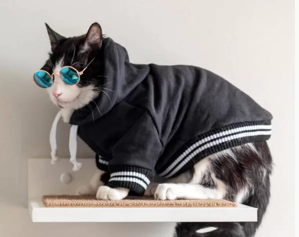 Katze in Kleidung und Brille