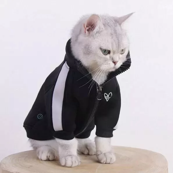 Kätzchen mit katzenartiger Sportkleidung