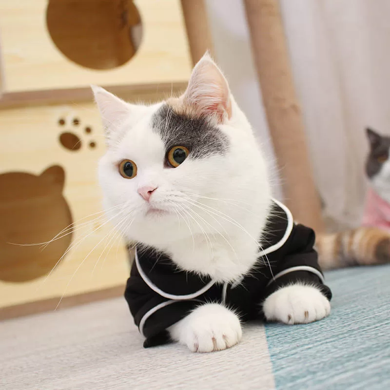Katze im Pyjama