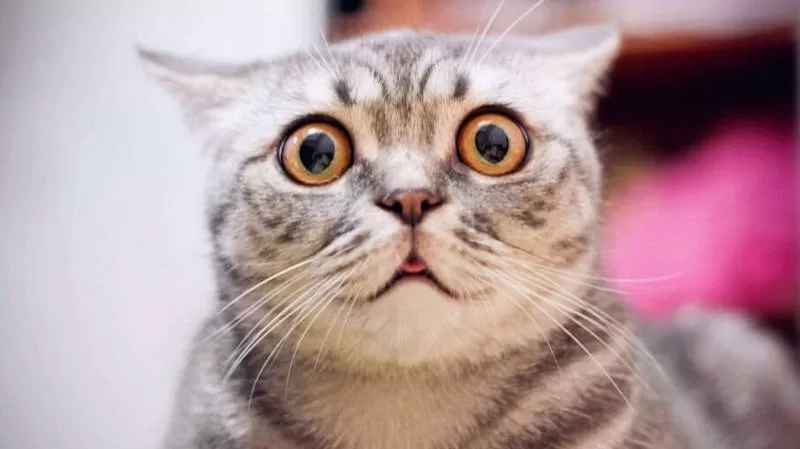 ängstliche Katze Sozialisieren Sie scheue Katzen