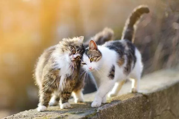 Sozialisieren Sie scheue Katzen