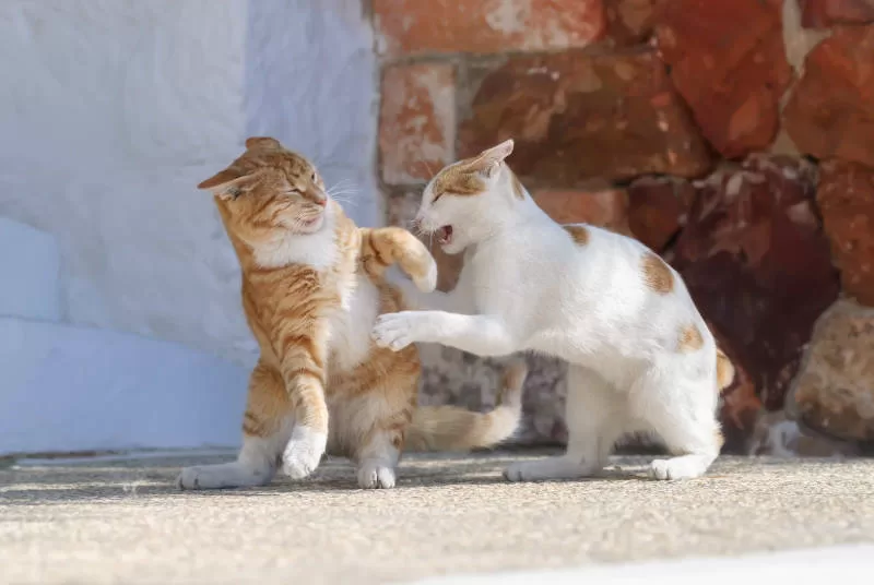 Katzen, die gegen scheußliche Katzen kämpfen