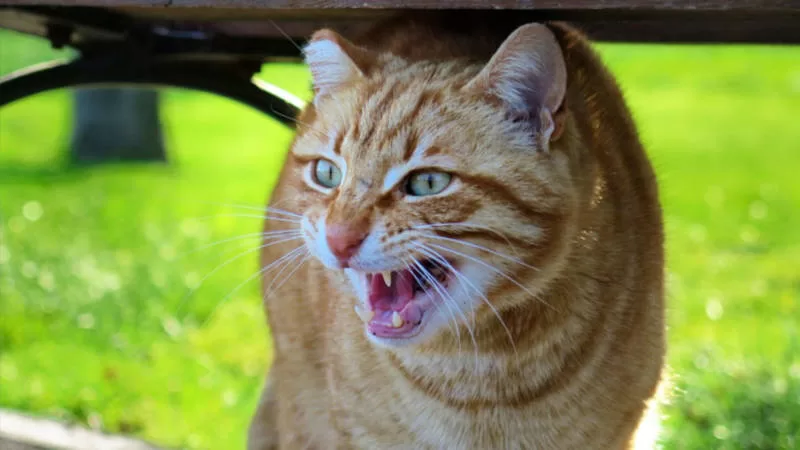 Sozialisieren Sie scheue Katzen