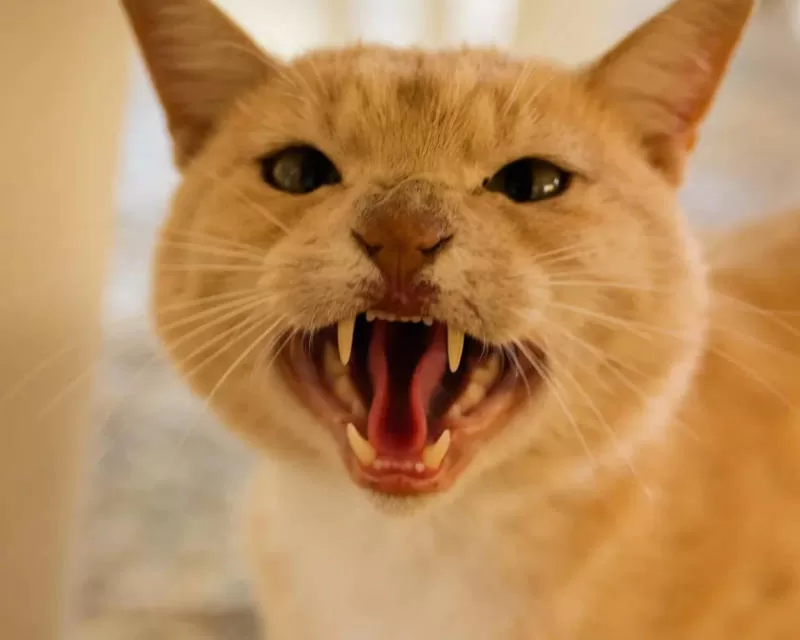 Geselligkeit mit scheuen Katzen, wütende Katze