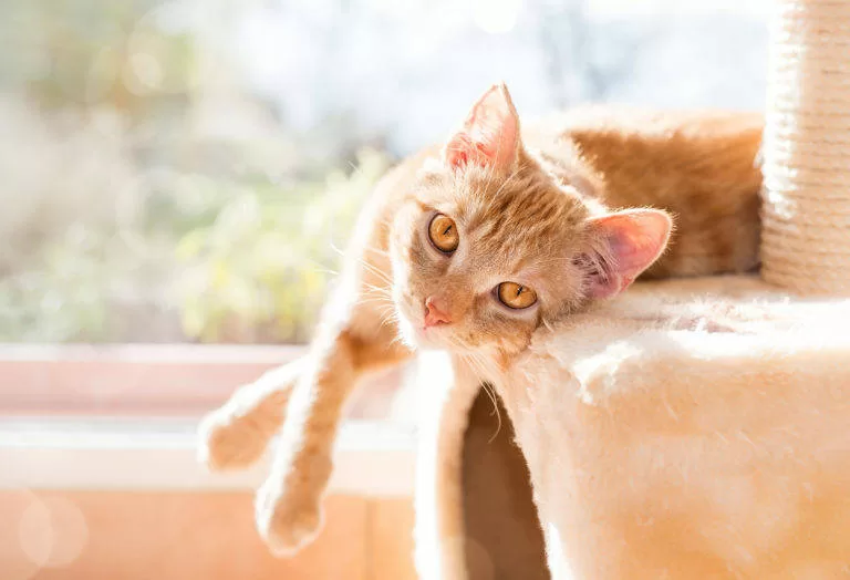 Katze in der Wohnung