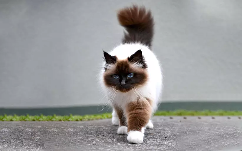 „Die Burma-Katze: Herkunft, Eigenschaften und wesentliche Pflege zur Erhaltung der Gesundheit und des Glücks dieser entzückenden Katze.“