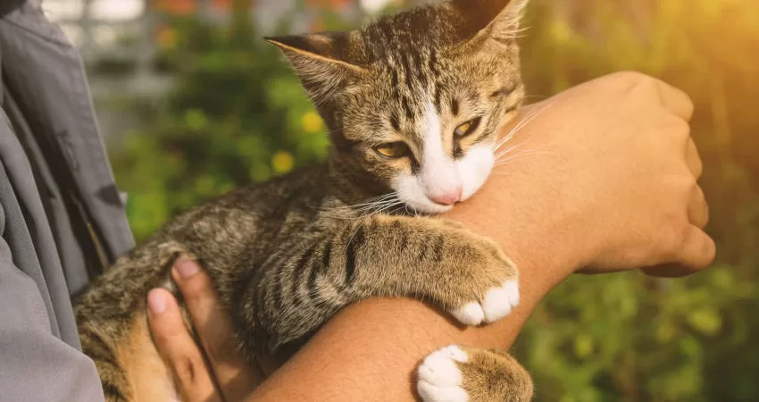 Die versteckten Gefahren von Bissen streunender Katzen