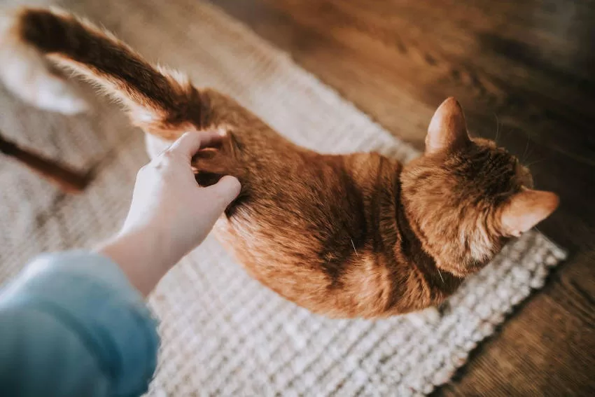 Körpersprache Katzen