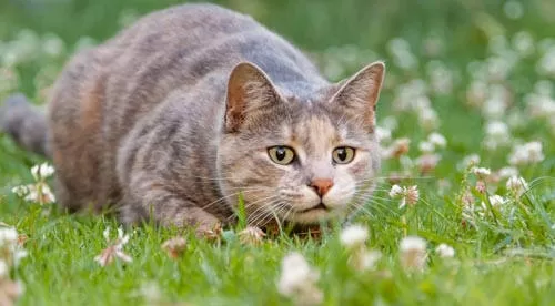Körpersprache Katzen jagen Katze