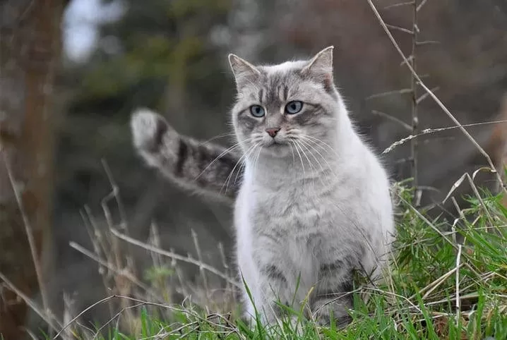 Körpersprache Katzen