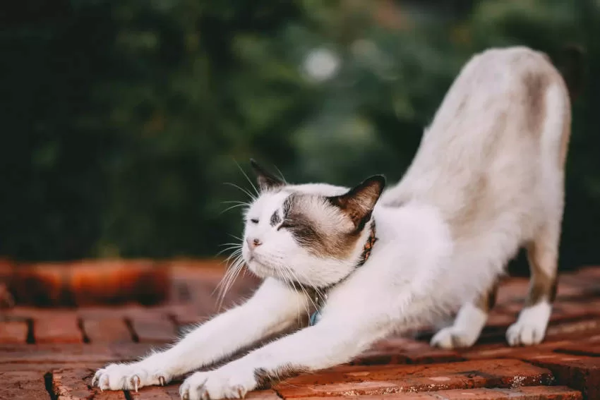 Körpersprache Katzen Katze entspannt