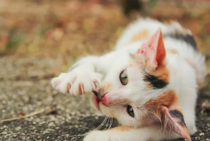 Körpersprache Katzen