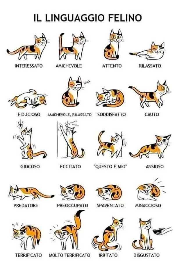 Körpersprache Katzen