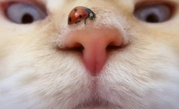 wie Katzen die Welt sehen