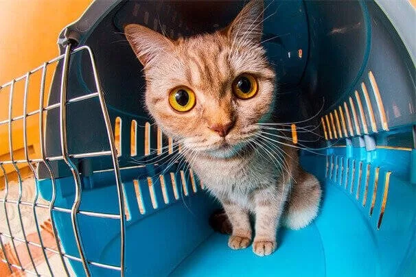 Vollständiger Leitfaden: Auswahl der besten Katzenbox