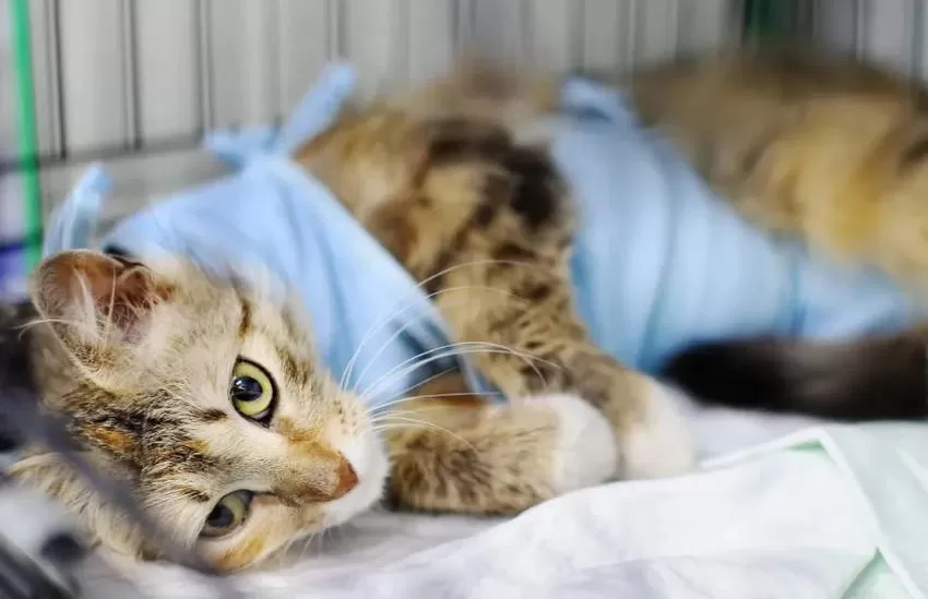 Katze nach der Kastration bewusstlos Verhalten kastrierter Katzen