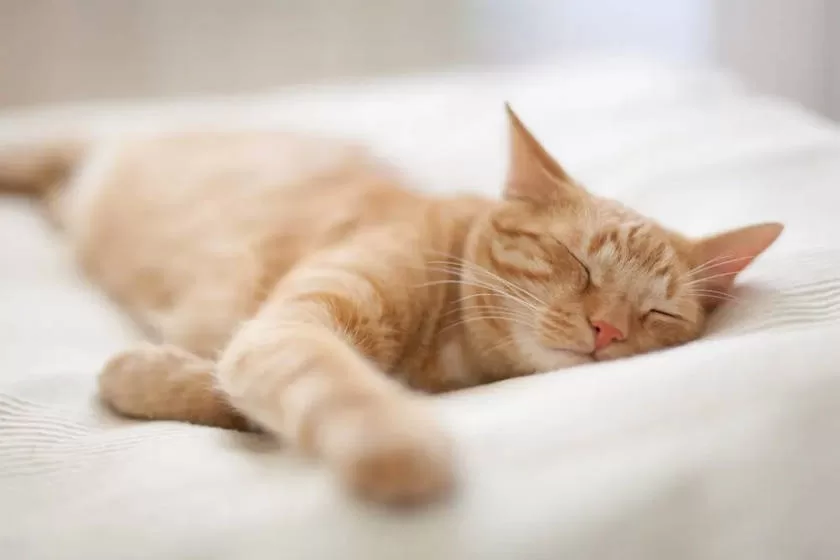 Kastriertes und glückliches Katzenverhalten Kastrierte Katzen