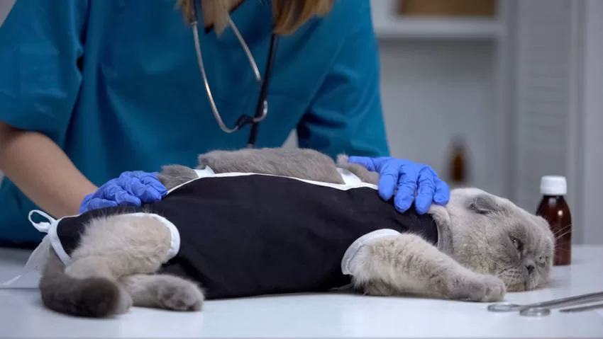 Katze wird nach der Kastration betreut. Verhalten kastrierter Katzen
