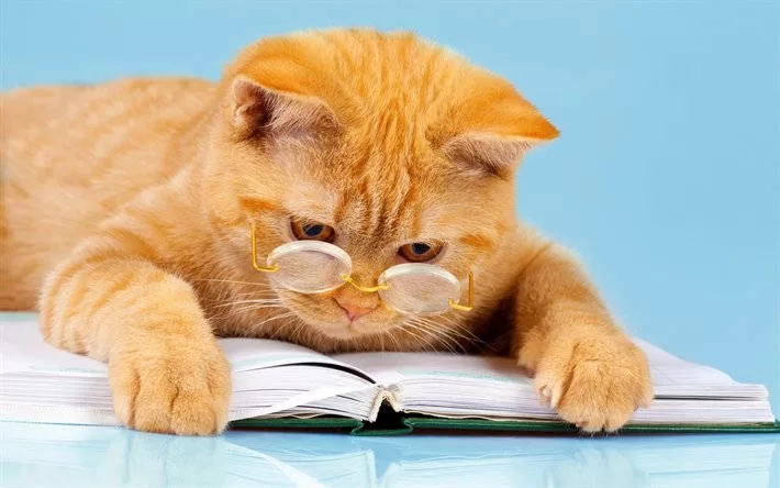 Katzentag