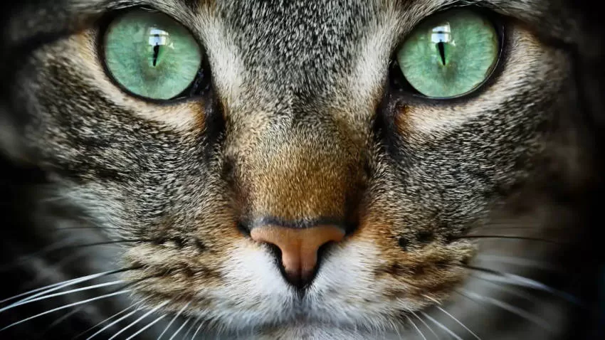 Katzenblick, Katzentag