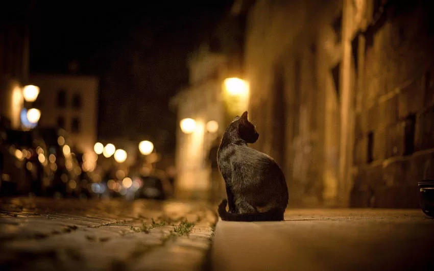 Nacht Katze