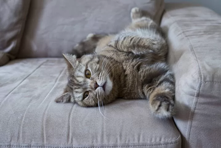 Nacht Katze