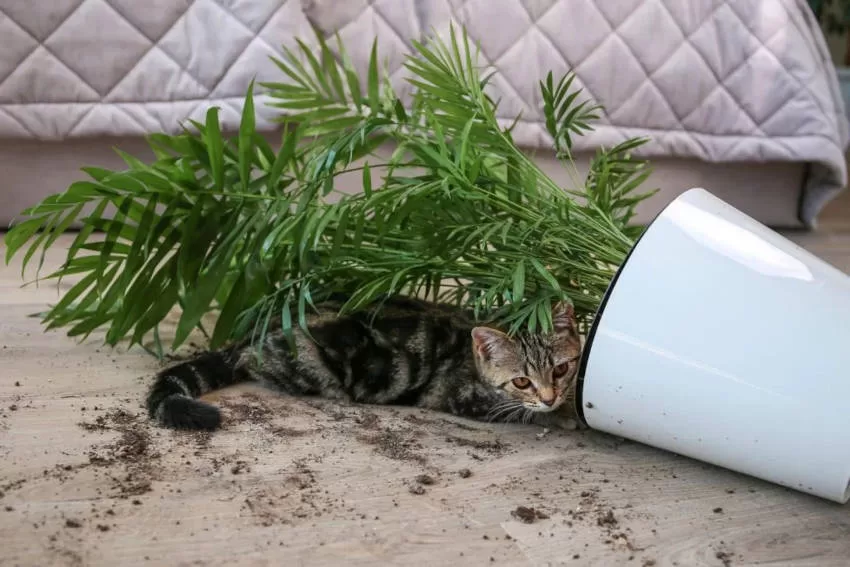 Katzenchaos