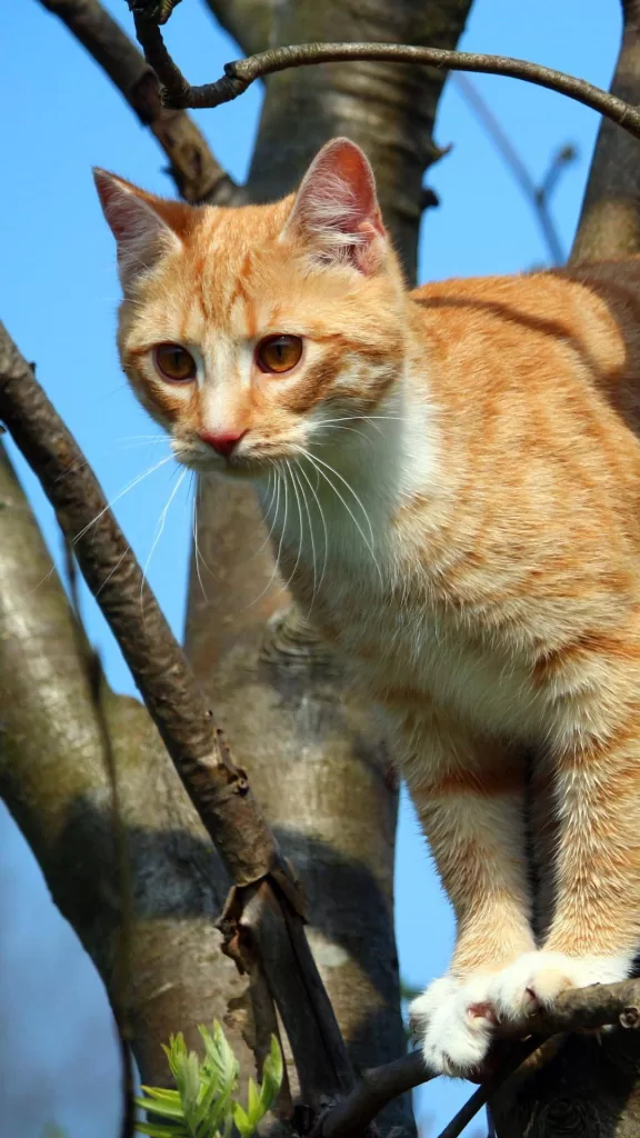 Katze im Baum