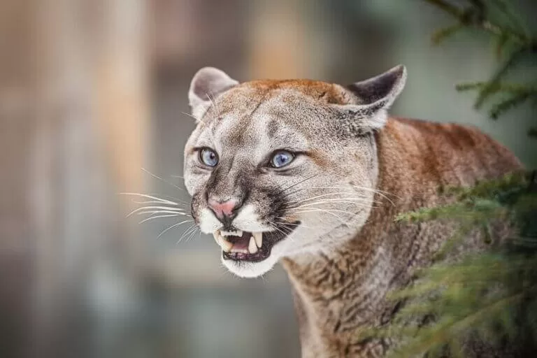 Die faszinierende Welt der Puma-Katze: Ein detaillierter Blick HH