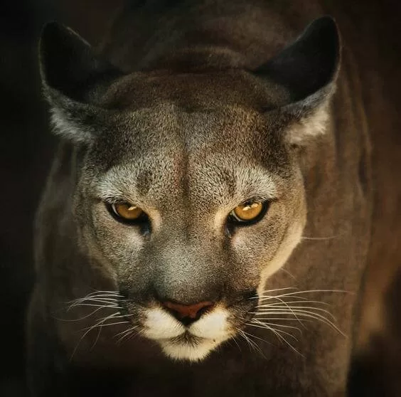 Puma-Katze