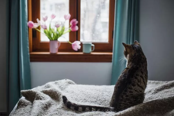Einsamkeit der Katzen und Kätzchen beim Blick auf das Fenster mit Blumen