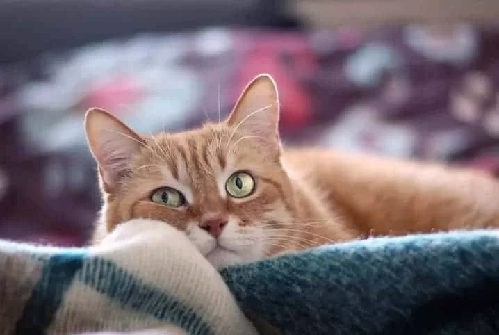 Katze mit traurigem und verärgertem Gesicht