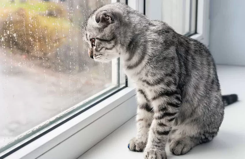 Die Katze schaut allein aus dem Fenster