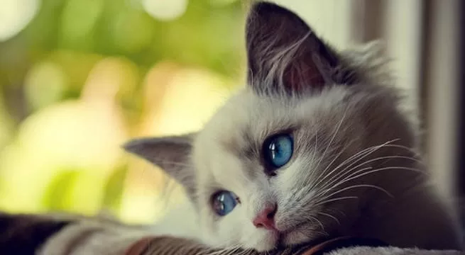 traurige Katze, die nichts betrachtet. Einsamkeitskatzen-Strategien