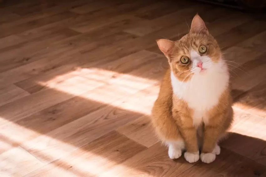 Katze allein schaut in die Kamera Einsamkeit Katzenstrategien