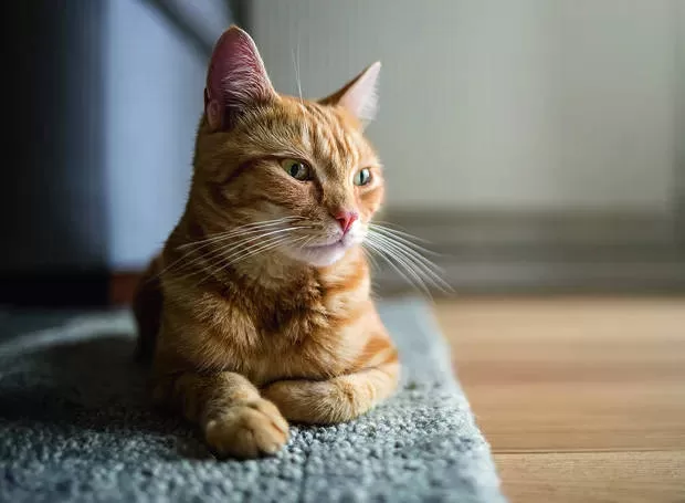 Lonely Cat Einsamkeit Katzen Strategien